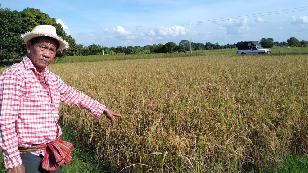 ฝันร้ายชาวนาเผยราคาข้าวต่ำสุดขาดทุนไร่ละกว่า 3 พันบาท