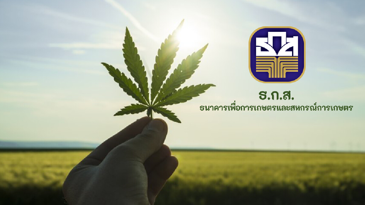 เช็กเลยธุรกิจสายเขียว ธ.ก.ส. หนุนปลูกกัญชา ให้กู้ดอกเบี้ย 3 ปีแรก 0.01%