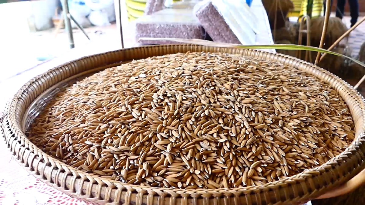 มหกรรมข้าวไร่ 4 ภาค เพิ่มศักยภาพการผลิตรับมือวิกฤติ