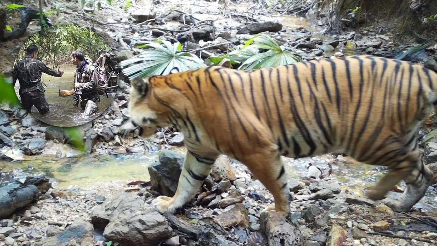 อช.บางลาง เผยภาพเสือโคร่ง จากกล้องดักถ่าย สะท้อนความสมบูรณ์ผืนป่า