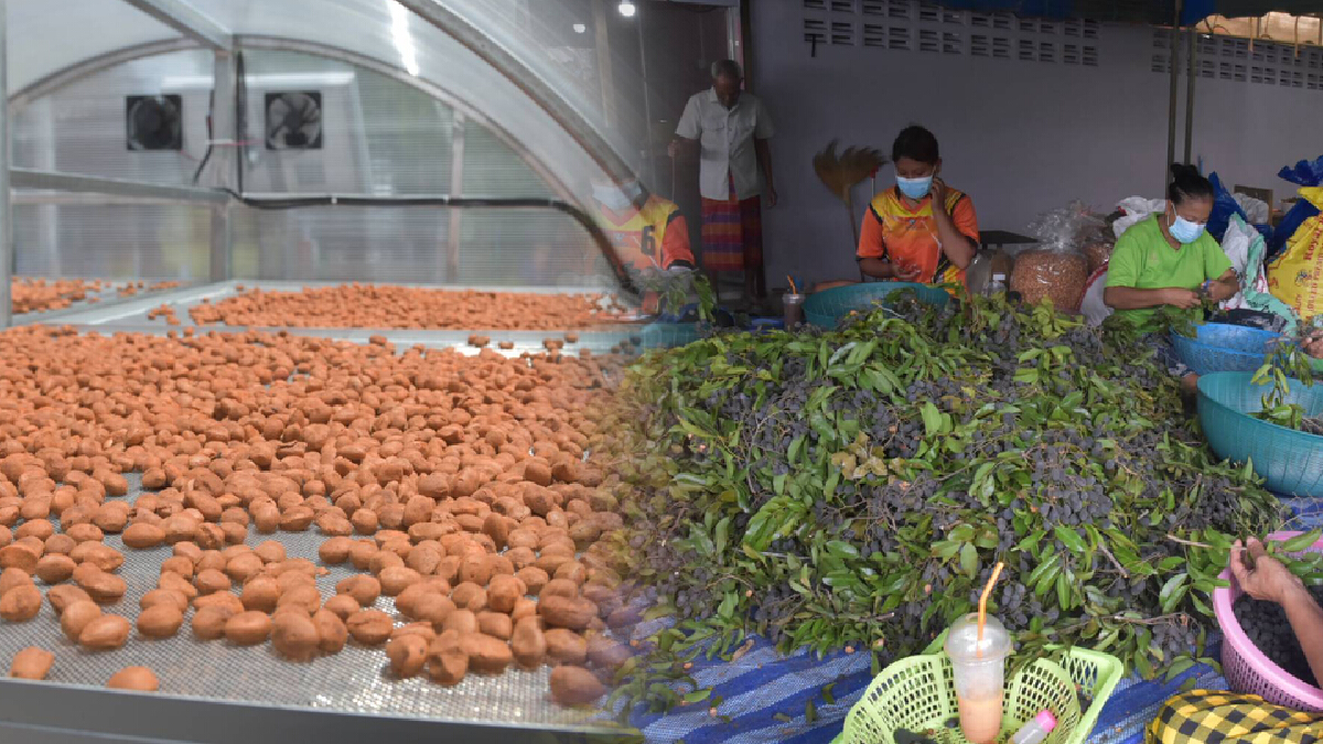 "ลูกหยีสามรส" บ้านหนองแสงสร้างรายได้ให้ชุมชน