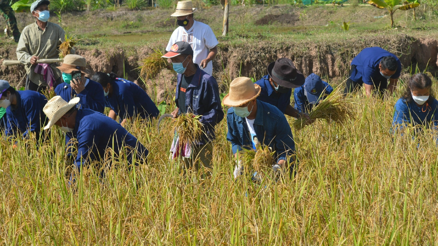 ไทเลยจัดประเพณีลงแขกเกี่ยวข้าวสืบทอดวัฒนธรรมไทยของชาวอีสาน