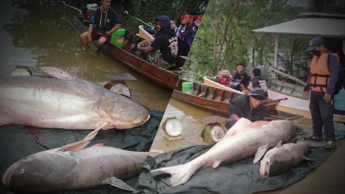 เริ่มแล้ว! เทศกาลล่าปลาบึกเขื่อนแก่งกระจาน 3 วัน ล่าแล้ว 25 ตัว เริ่มแล้ว! เทศกาลล่าปลาบึกเขื่อนแก่งกระจาน 3 วัน ล่าแล้ว 25 ตัว