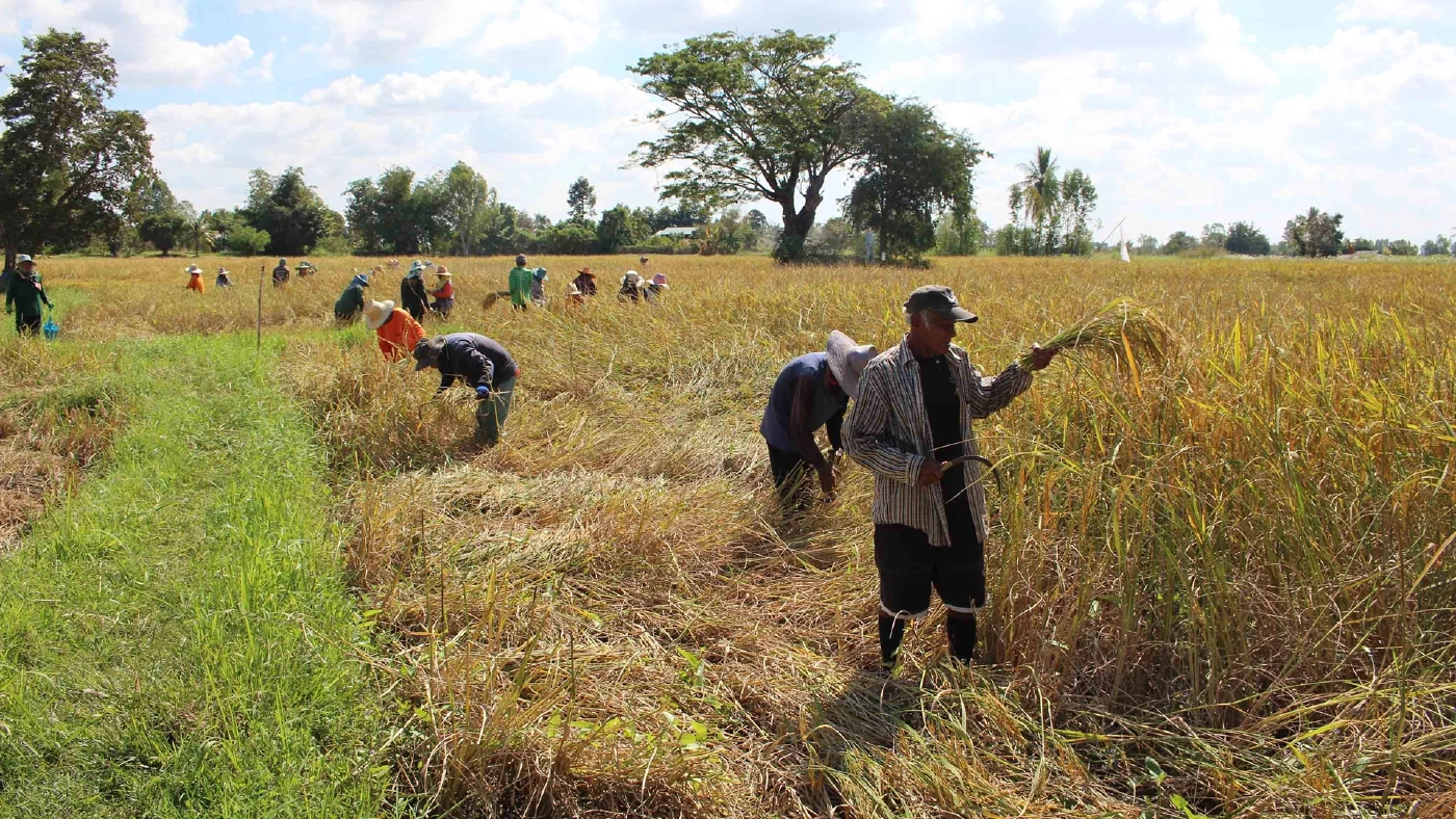 ชาวนาตั้งทีมรับจ้างเกี่ยวข้าวช่วยลดภาระค่ารถเกี่ยวแพงไร่ละ 1 พัน