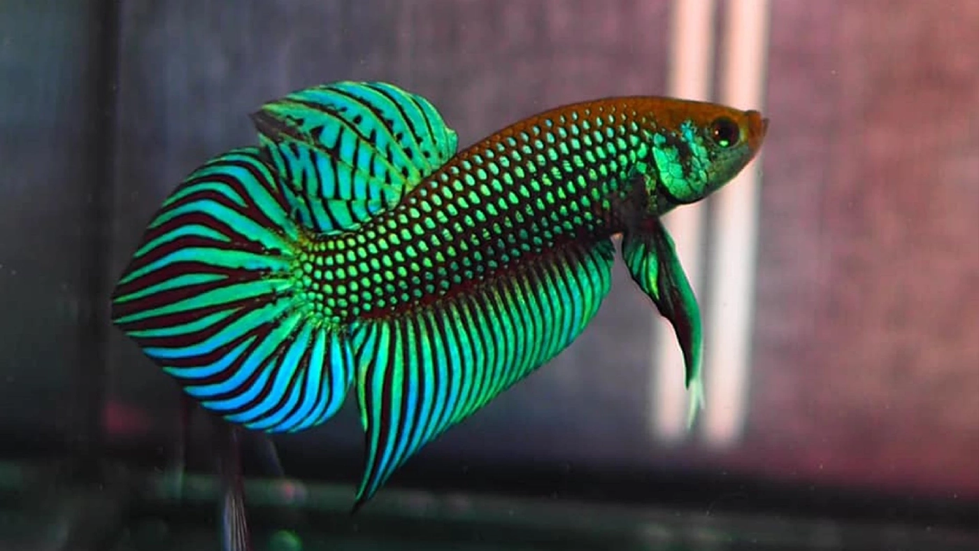 ช่างตัดผมเมืองตรังใช้ ‘ปลากัด‘ กู้วิกฤติโควิด