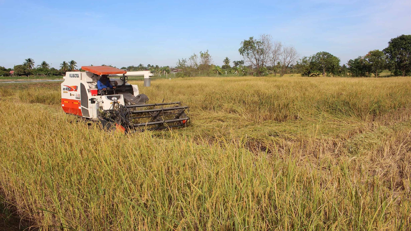 ชาวนา-ผู้ปะกอบการรถเกี่ยวข้าวโอดน้ำมันแพงราคารถเกี่ยวพุ่งไร่ละ 1 พัน