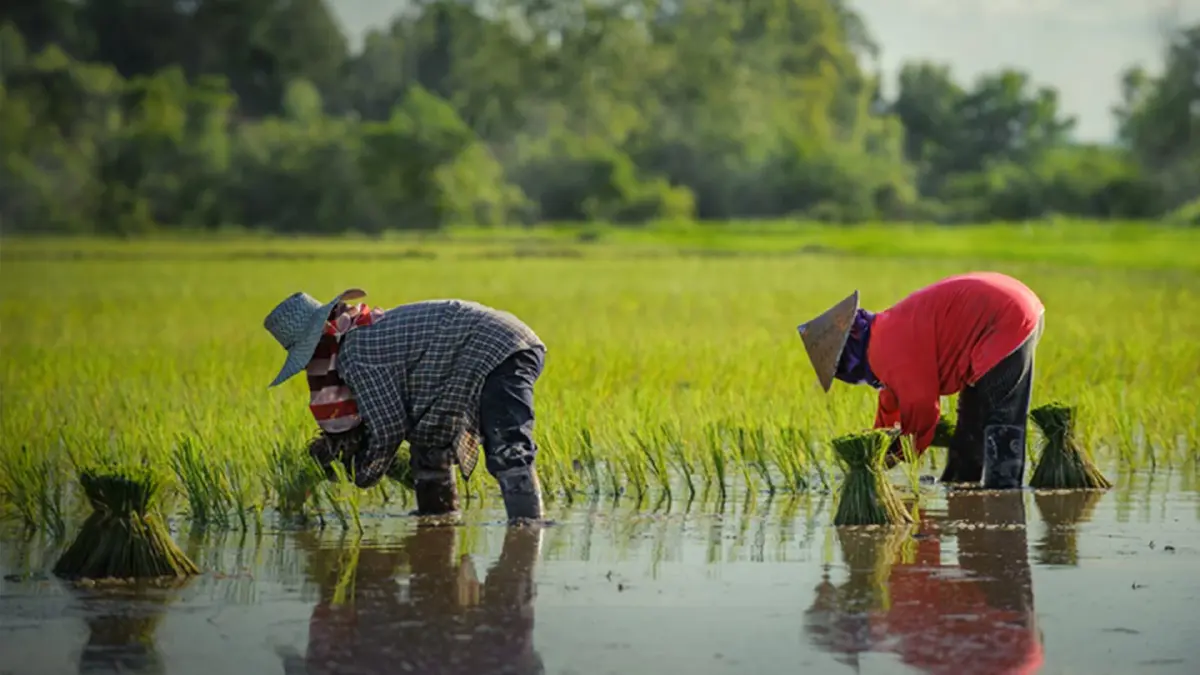 ปชป.โต้คนด่า ‘ประกันรายได้‘ ยันช่วยชาวนา ปชป.โต้คนด่า ‘ประกันรายได้‘ ยันช่วยชาวนา
