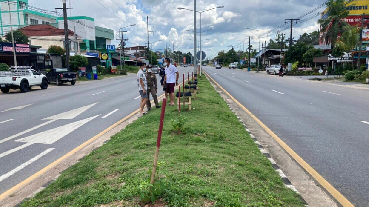 ท่อมให้สุด! เทศบาลคลองท่อมปลูกกระท่อมบนเกาะกลางถนนให้ประชาชนเก็บใบ