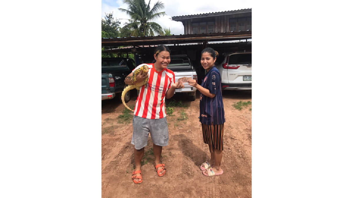 เจอแล้วน้องอุตรายันต์ “เหี้ย” สุดที่รักของสาวสองโคราช หลังหายไป 7 วัน