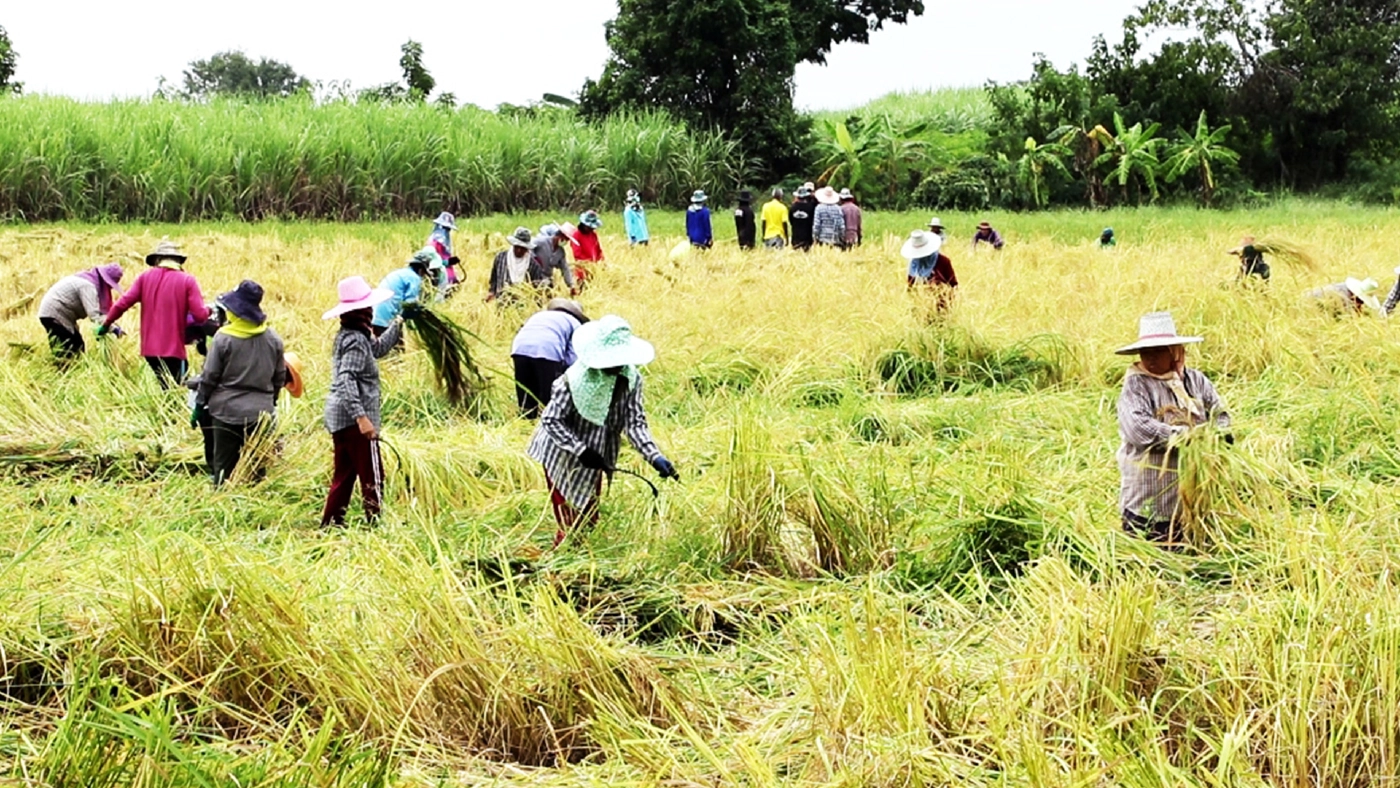 ลาวครั่งบ้านน้อยป่าแฝก ลงแขกเกี่ยวข้าวกำสร้างความสามัคคีในชุมชน ลาวครั่งบ้านน้อยป่าแฝก ลงแขกเกี่ยวข้าวกำสร้างความสามัคคีในชุมชน
