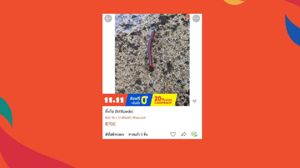 รีบเลย! "โปร 11.11" ขาย "กิ้งกือ" ตัวละ 700 บาท ผ่อน 0% นาน 12 เดือน รีบเลย! "โปร 11.11" ขาย "กิ้งกือ" ตัวละ 700 บาท ผ่อน 0% นาน 12 เดือน