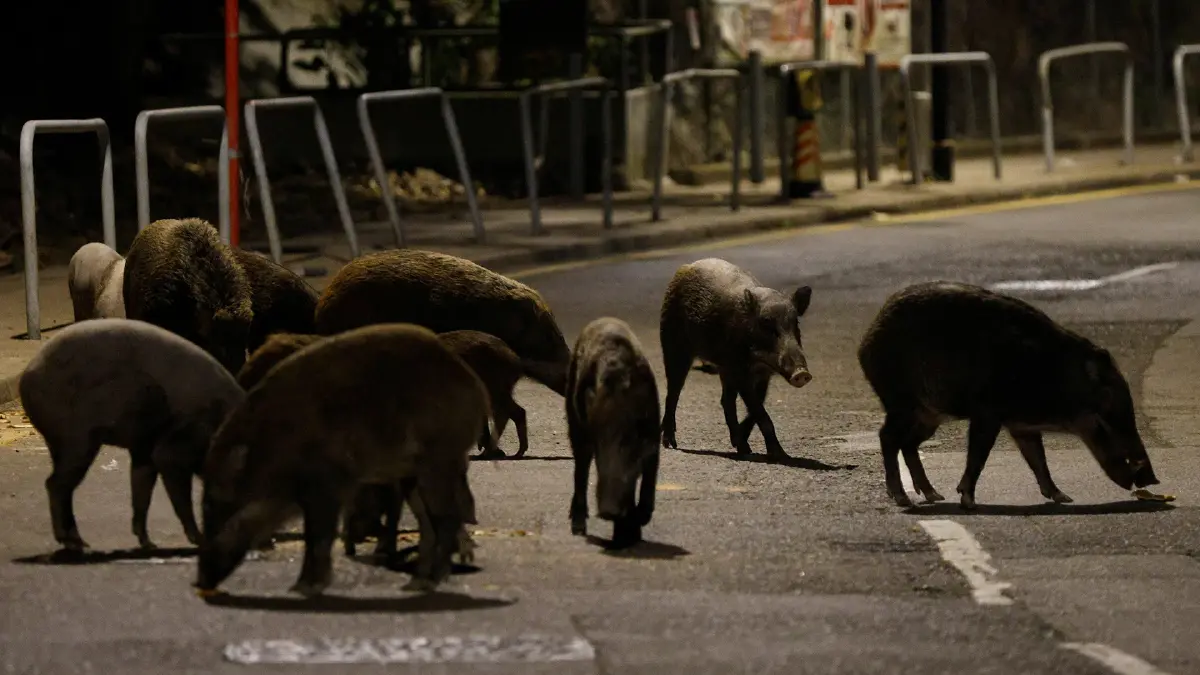 ฮ่องกงจะไม่ทน สั่งปราบหมูป่า หลังเกเรจัด กัดตำรวจ