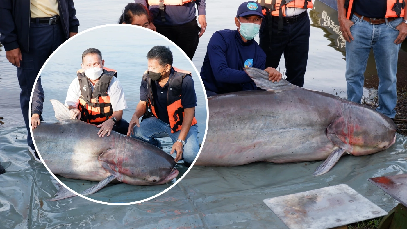 ปีละครั้ง! เทศกาลล่าปลาบึกเขื่อนแก่งกระจาน สร้างรายได้ ทำประมงแบบยั่งยืน ปีละครั้ง! เทศกาลล่าปลาบึกเขื่อนแก่งกระจาน สร้างรายได้ ทำประมงแบบยั่งยืน