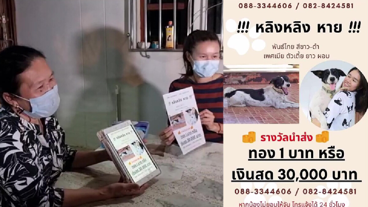 ฮือฮา เจ้าของร้านทองใจป้ำประกาศหาน้องหมาให้รางวัลเงิน3หมื่นหรือทอง1บาท ฮือฮา เจ้าของร้านทองใจป้ำประกาศหาน้องหมาให้รางวัลเงิน3หมื่นหรือทอง1บาท
