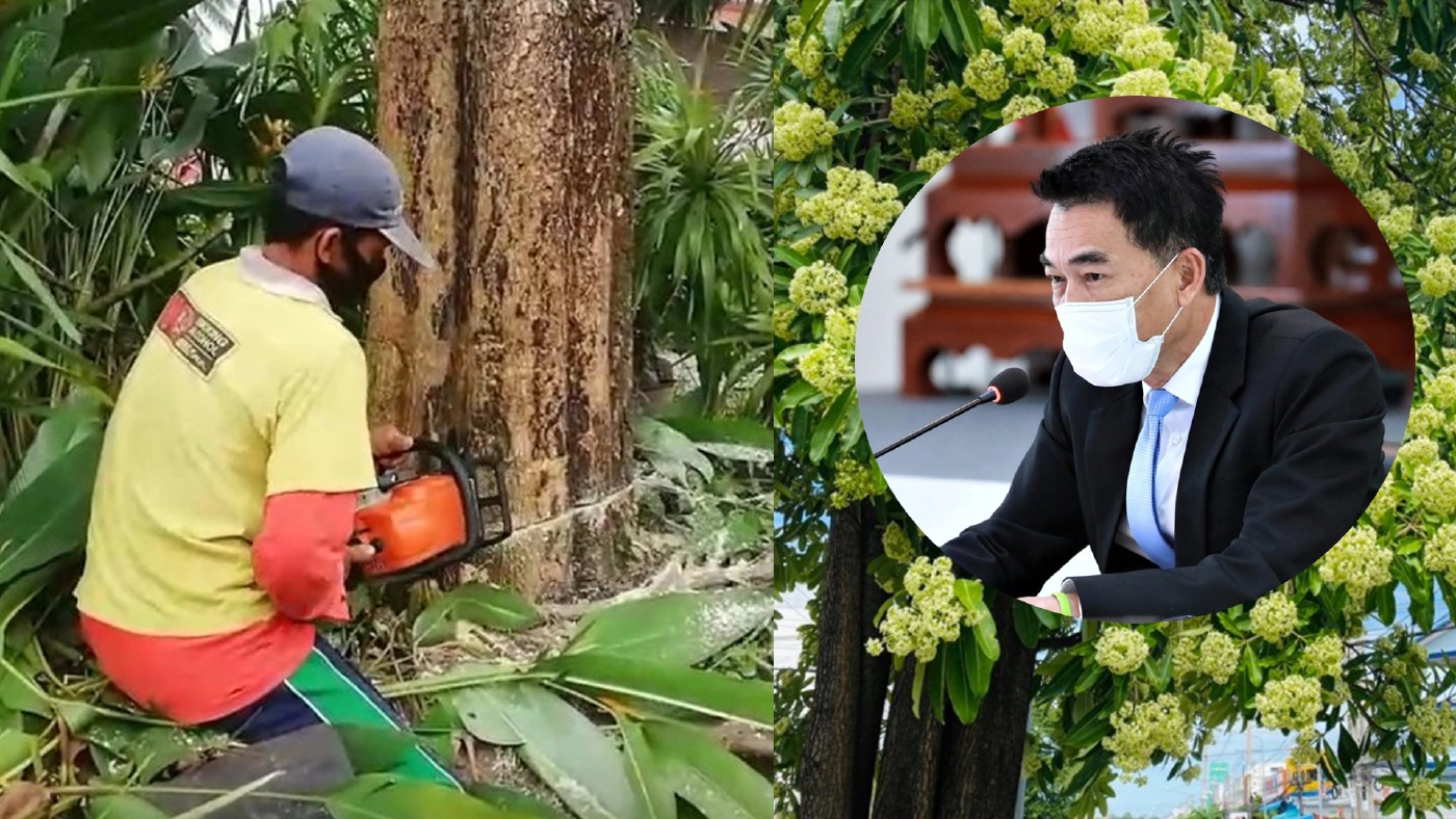 รองอธิบดีกรมป่าไม้ วอนอย่าตัดทิ้ง "ต้นตีนเป็ด" ชี้ออกดอกแค่ปีละครั้ง