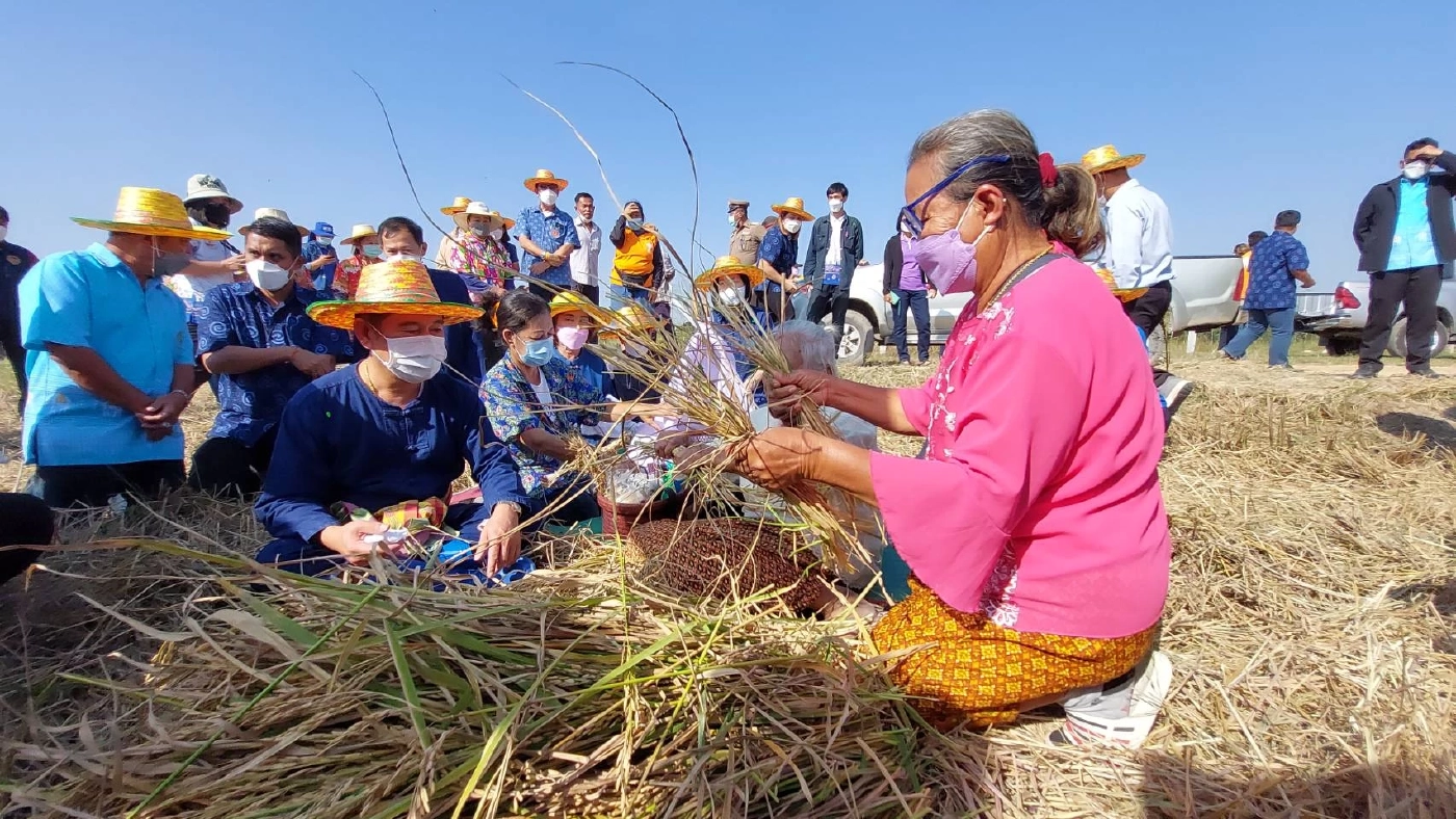 ประเพณีลงแขกเกี่ยวข้าว หว่านวันแม่เกี่ยววันพ่อ ตำข้าวเม่าเผาข้าวหลาม