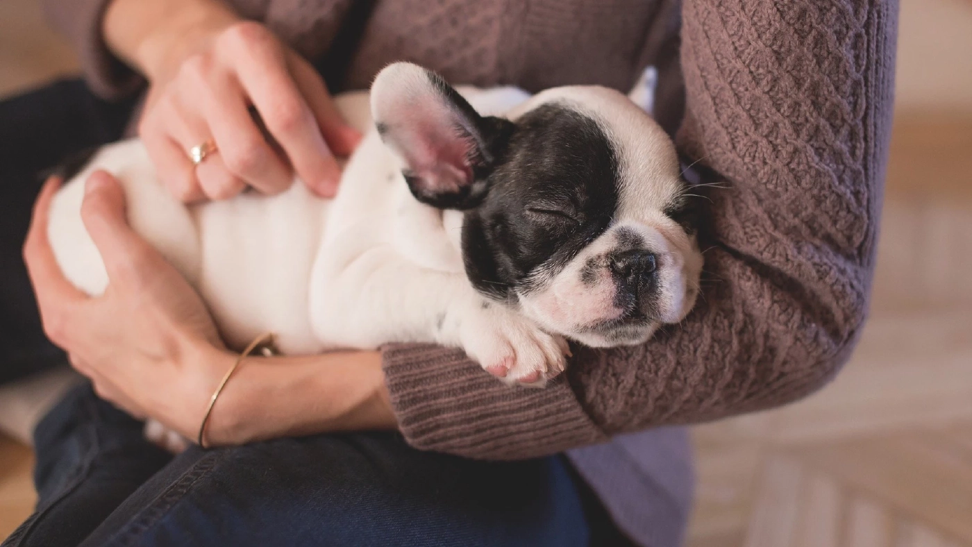 “ทาสหมา-ทาสแมว” จ่ายหนัก พุ่งตามเทรนด์ Pet Humanization