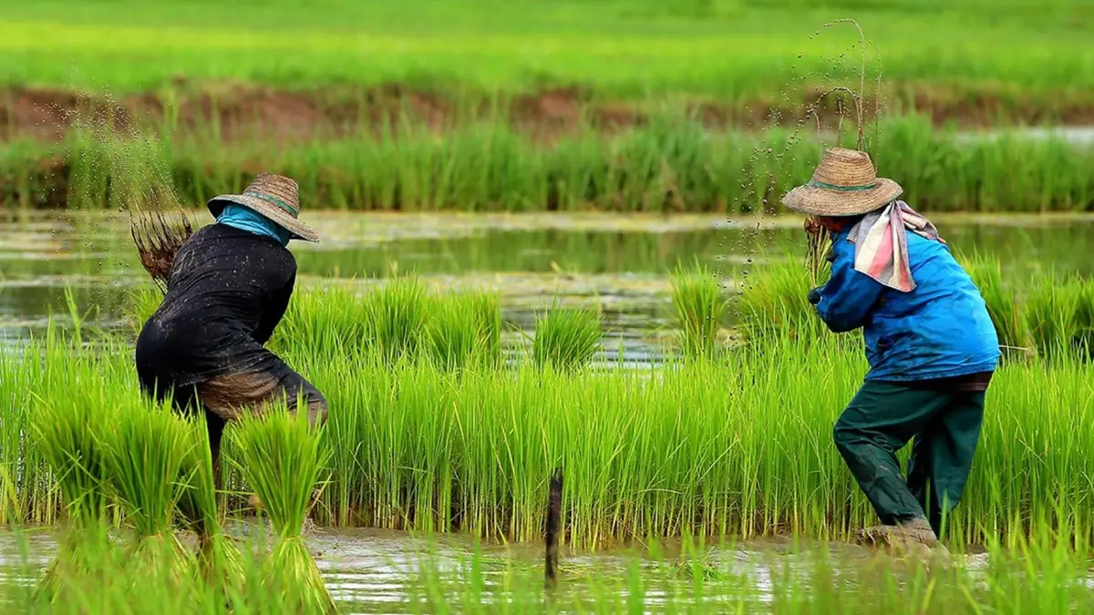 จุรินทร์ เคาะส่วนต่างประกันรายได้ข้าว เงินเข้าบัญชี  9-14 ธ.ค.