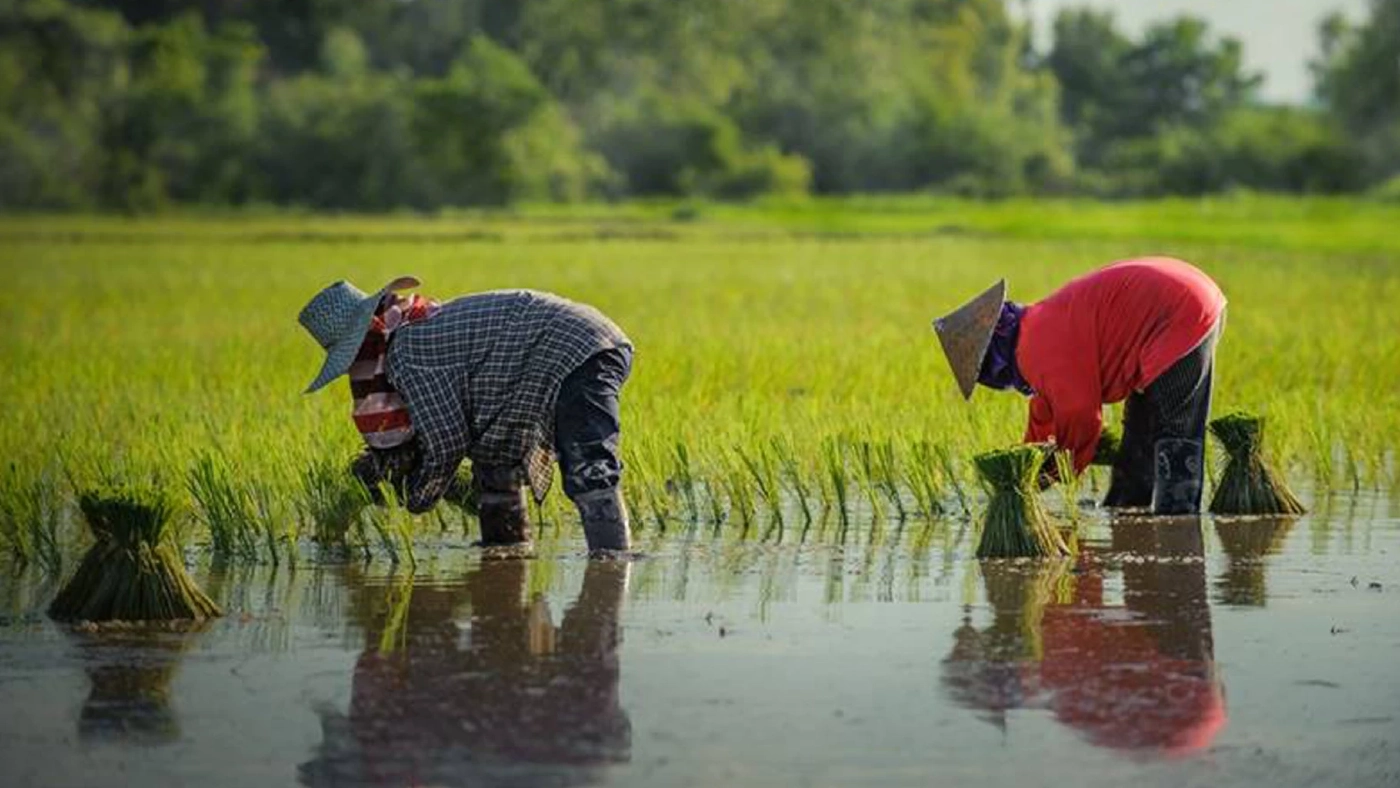 ธ.ก.ส.พร้อมโอนเงินช่วยชาวนา ไร่ละ 1,000 บาท 13-17 ธ.ค.นี้ ธ.ก.ส.พร้อมโอนเงินช่วยชาวนา ไร่ละ 1,000 บาท 13-17 ธ.ค.นี้