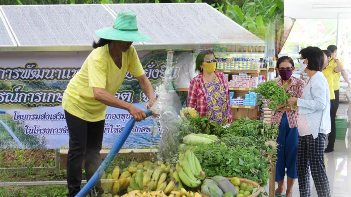 โควิดทุบสหกรณ์เกษตรสูญกว่า 7.5 พันล้าน โควิดทุบสหกรณ์เกษตรสูญกว่า 7.5 พันล้าน