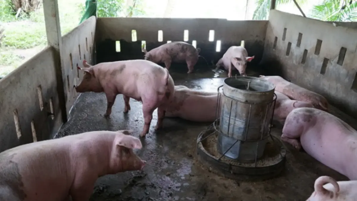 เหตุหมูแพง เพราะ รัฐปิดข่าวโรคระบาดในหมู ชี้ พาณิชย์เมินแก้ปัญหาให้เกษตรกร เหตุหมูแพง เพราะ รัฐปิดข่าวโรคระบาดในหมู ชี้ พาณิชย์เมินแก้ปัญหาให้เกษตรกร