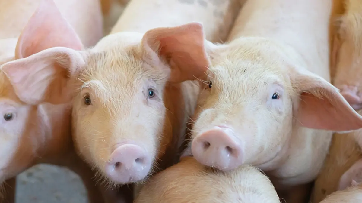 เกษตรกรเลี้ยงหมูโอดขาดทุนสะสม 3 ปี วอนผู้บริโภคเห็นใจ