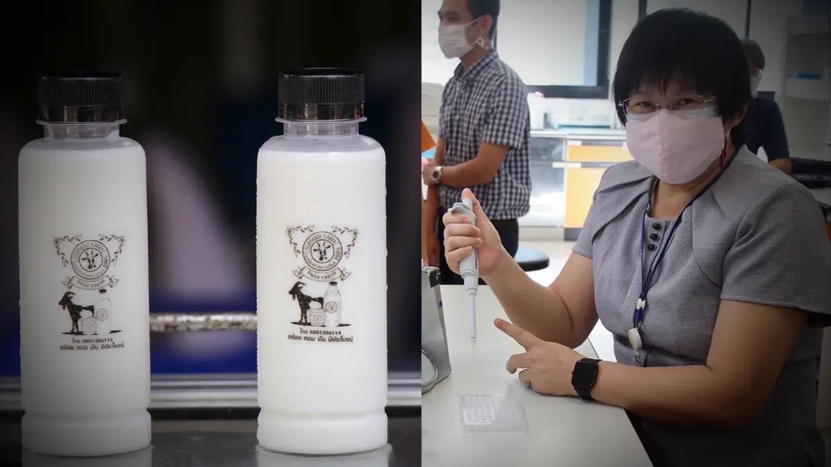 ม.อ.พัฒนาชุดตรวจโรค "เมลิออยโดสิส" ในแพะ ลดการเกิดโรคจากแพะสู่คน ม.อ.พัฒนาชุดตรวจโรค "เมลิออยโดสิส" ในแพะ ลดการเกิดโรคจากแพะสู่คน