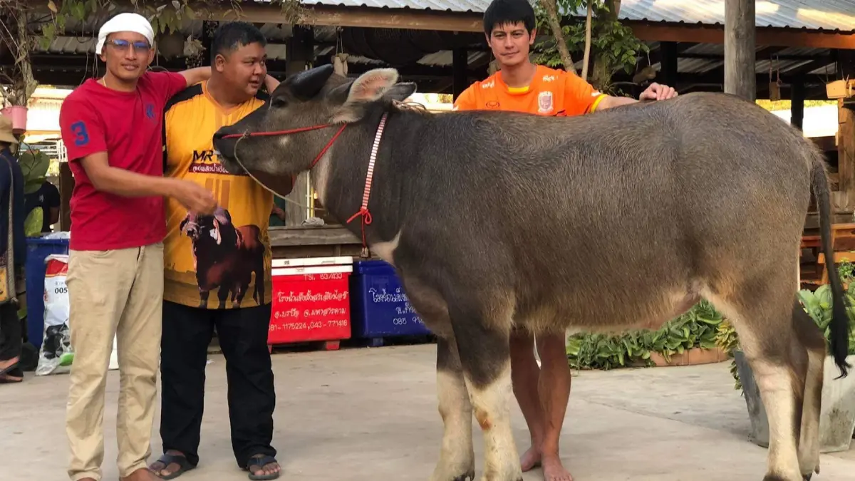 เจ้าของใหม่ เปิดใจ คิด 30 นาที ทุ่ม 2 ล้าน ซื้อ"เจ้าเพลิน" ควายของ "น้ำ รพีภัทร"