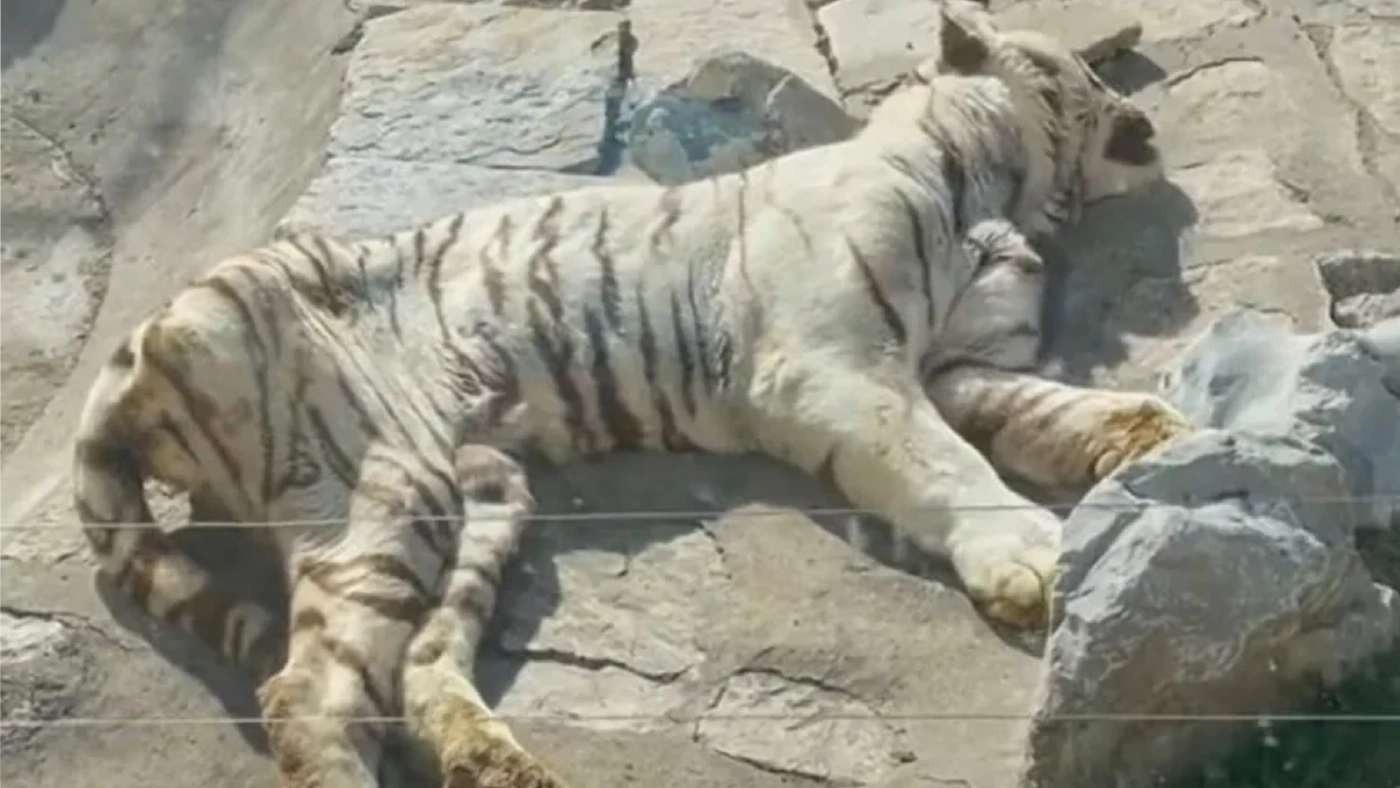 สวนสัตว์จีนปล่อยเสือขาวผอมโซใกล้ตาย สวนสัตว์จีนปล่อยเสือขาวผอมโซใกล้ตาย