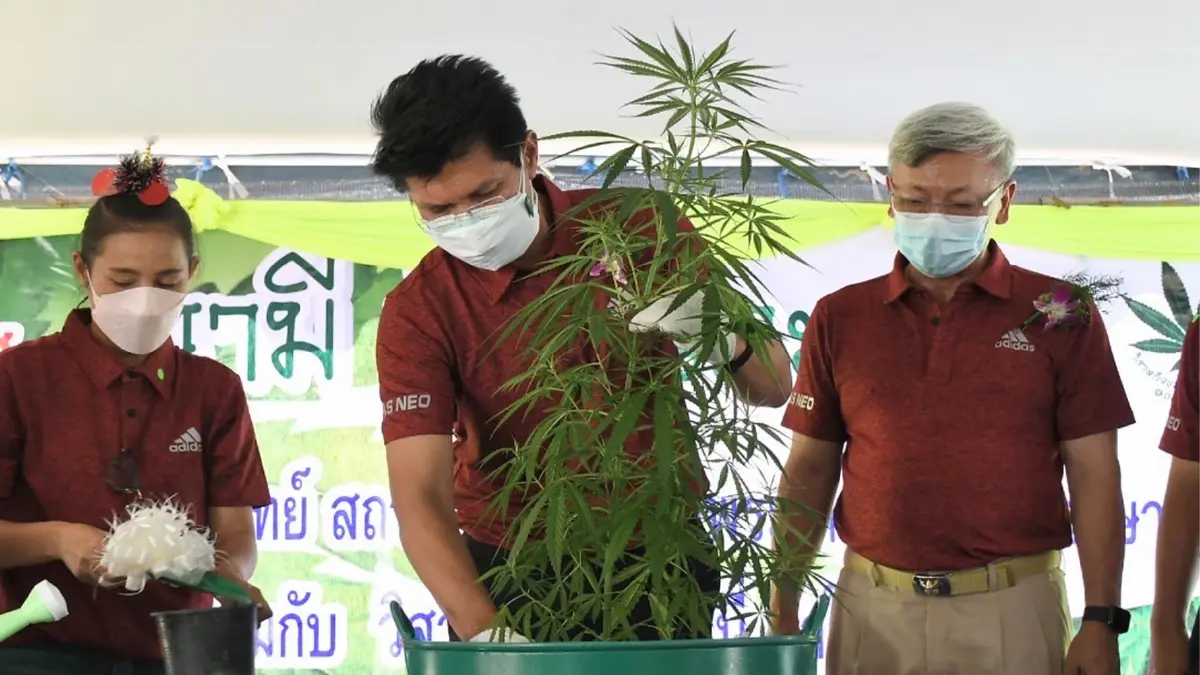 “สาธิต” หนุน วิสาหกิจชุมชน จ.ระยอง ปลูกกัญชาทางการแพทย์