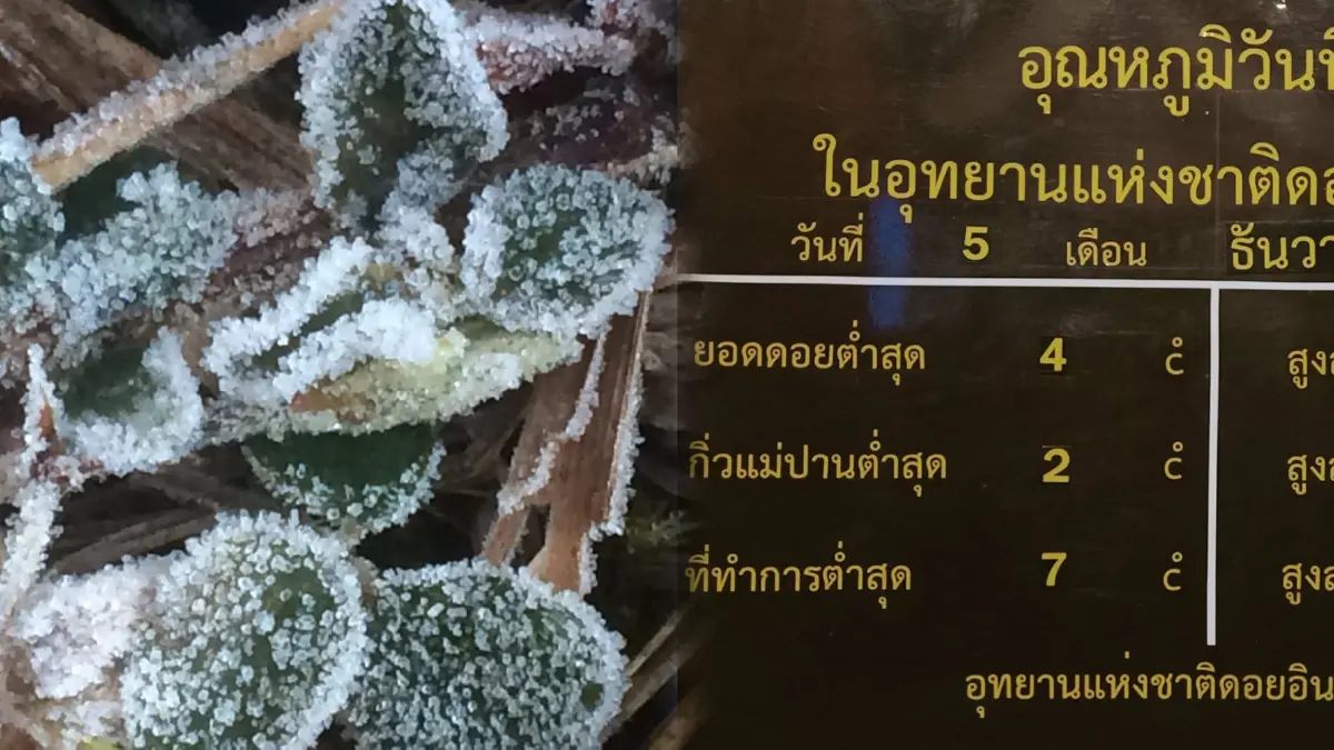 นักท่องเที่ยวเฉียดหมื่น แห่ชม “เหมยขาบ” (แม่คะนิ้ง) ณ ดอยอินทนนท์ นักท่องเที่ยวเฉียดหมื่น แห่ชม “เหมยขาบ” (แม่คะนิ้ง) ณ ดอยอินทนนท์