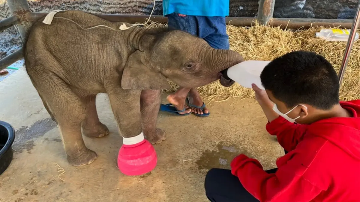 "น้องฟ้าใส" ลูกช้างถูกบ่วงรัดข้อเท้าขาด อาการดีขึ้น "น้องฟ้าใส" ลูกช้างถูกบ่วงรัดข้อเท้าขาด อาการดีขึ้น