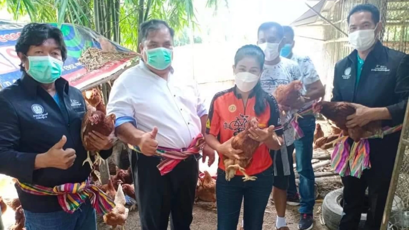 โชว์ของจริง ไก่นายกฯ ลุงตู่ สร้างอาชีพเกษตรกร สู้วิกฤตเศรษฐกิจช่วงโควิด-19 โชว์ของจริง ไก่นายกฯ ลุงตู่ สร้างอาชีพเกษตรกร สู้วิกฤตเศรษฐกิจช่วงโควิด-19