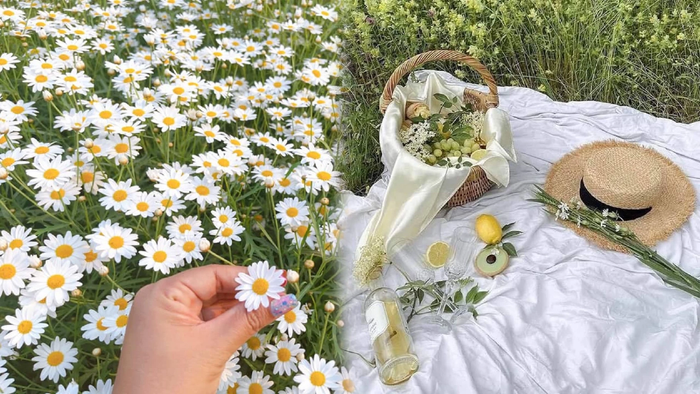 เชียงใหม่พร้อมเปิดเทศกาลท่องเที่ยวสวนดอกไม้