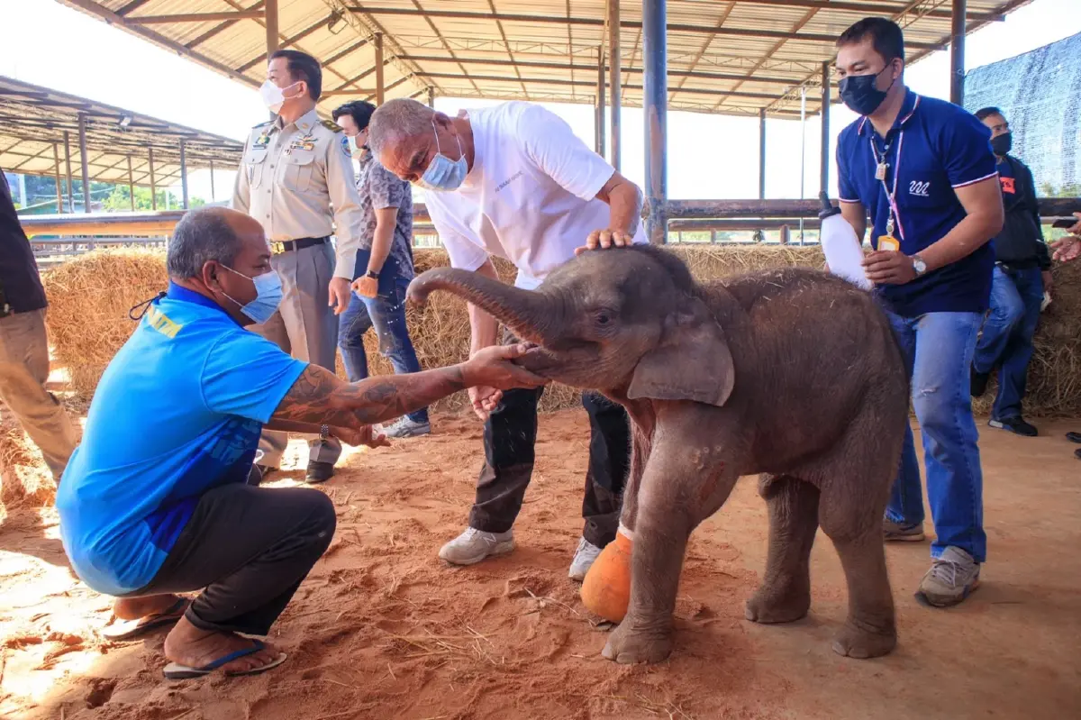 "พังฟ้าใส" ลูกช้างป่าโดนบ่วงรัด ทีมสัตวแพทย์ดูแลอย่างใกล้ชิดพบเริ่มมีอาการดีขึ้น "พังฟ้าใส" ลูกช้างป่าโดนบ่วงรัด ทีมสัตวแพทย์ดูแลอย่างใกล้ชิดพบเริ่มมีอาการดีขึ้น