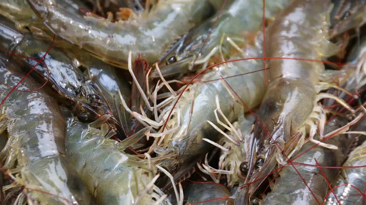 ส.กุ้งไทยคาดปี 64 ไทยผลิตกุ้งได้ 2.8 แสนตัน ปีหน้าแตะ 3 แสนตัน