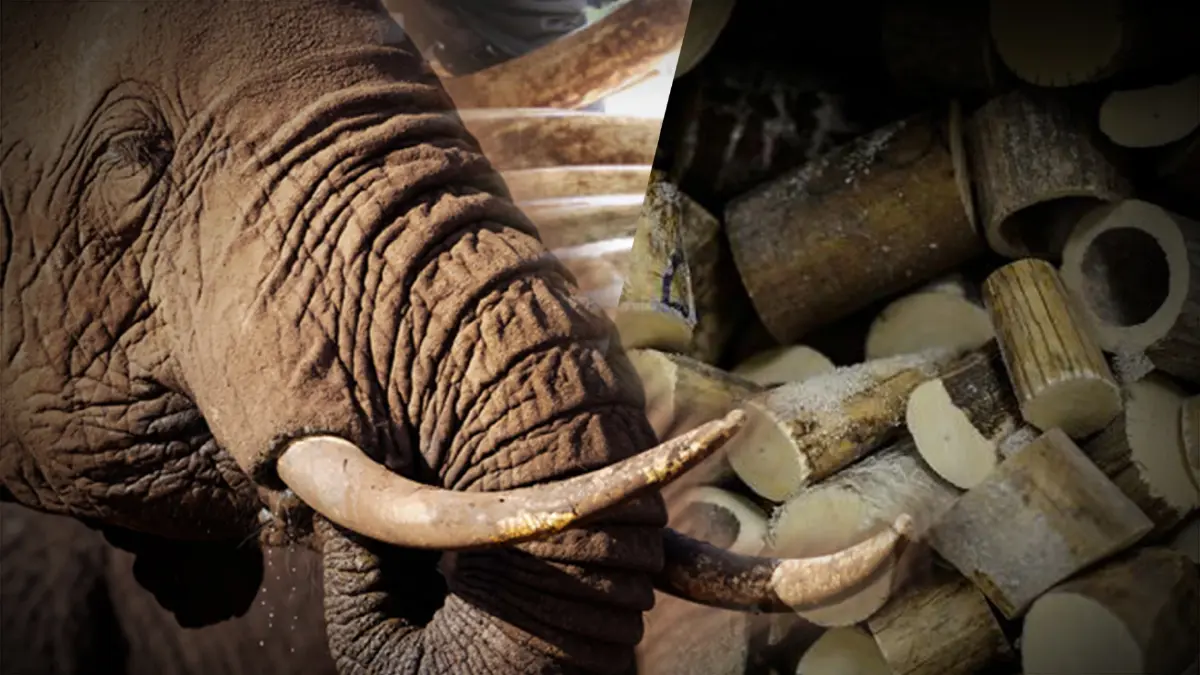 ช้างเฮ! WWF สำรวจความต้องการงาช้างของจีนลดลง หลังการแบนเมื่อปี 2560