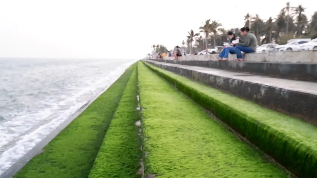 สนั่นโซเชียล แห่ชมพรมสาหร่ายสีเขียวชายหาดปากน้ำปราณ พบเกิดแค่ปีละครั้ง สนั่นโซเชียล แห่ชมพรมสาหร่ายสีเขียวชายหาดปากน้ำปราณ พบเกิดแค่ปีละครั้ง