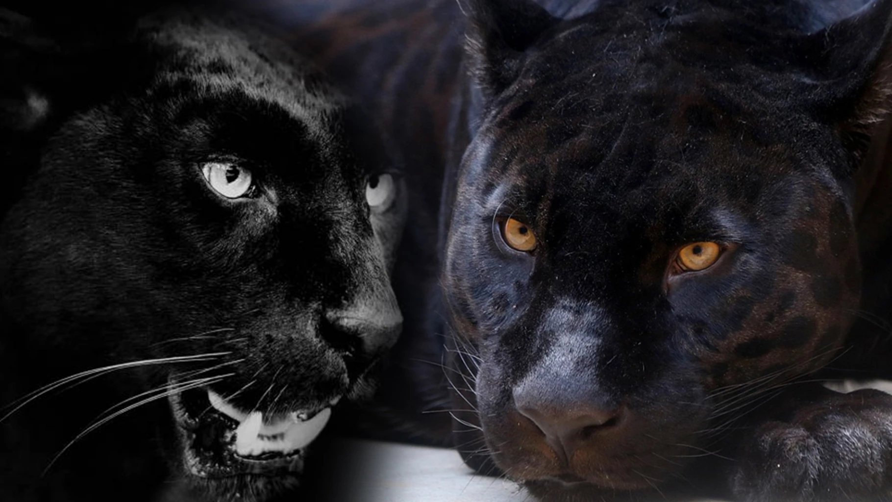 ฝันเห็นเสือดำพร้อมเลขเด็ดนำโชค