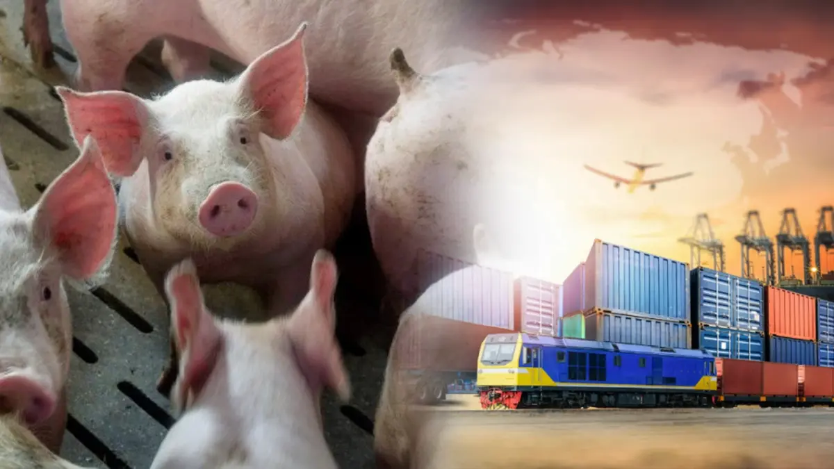 ผู้เลี้ยงหมูหนุน ‘นำเข้า‘ กดราคาในประเทศ ผู้เลี้ยงหมูหนุน ‘นำเข้า‘ กดราคาในประเทศ