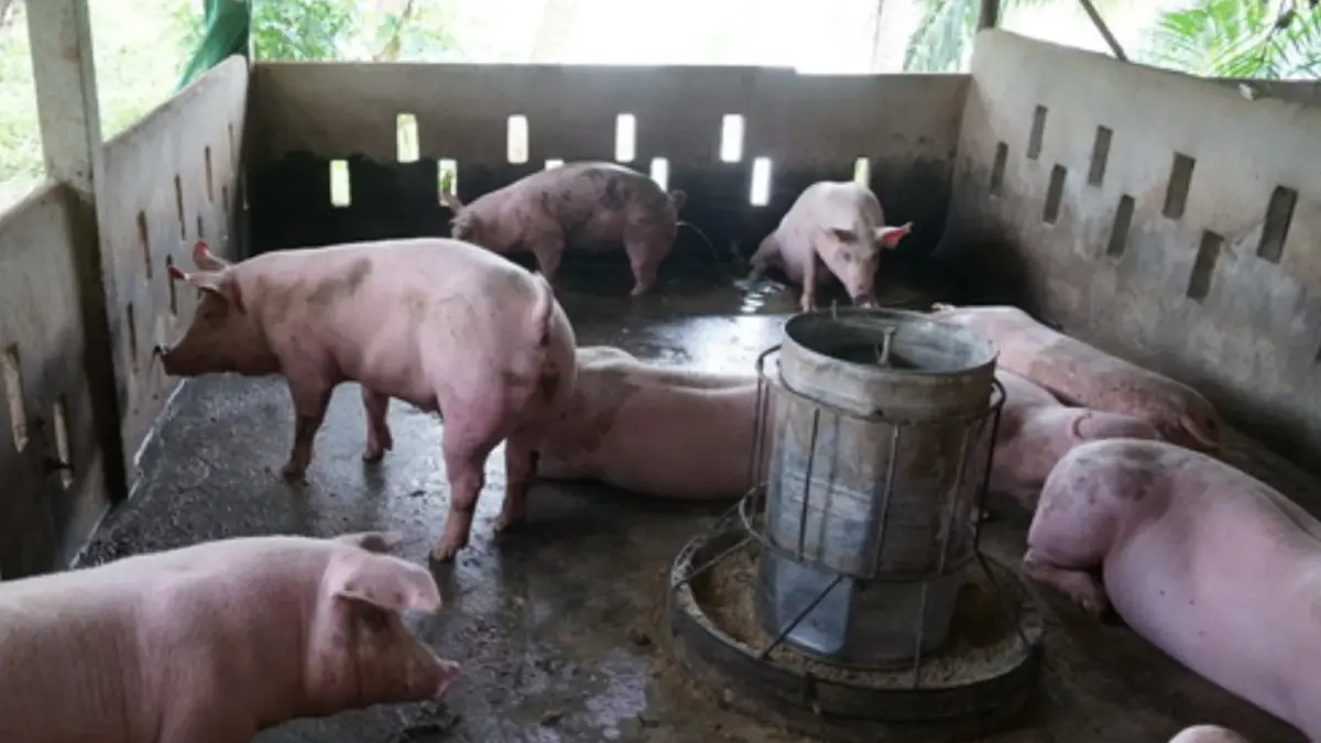 ธนกร เผย รัฐจ่อจ่ายเยียวยาหมูตาย ระบุที่ผ่านมาไม่เคยปิดบัง