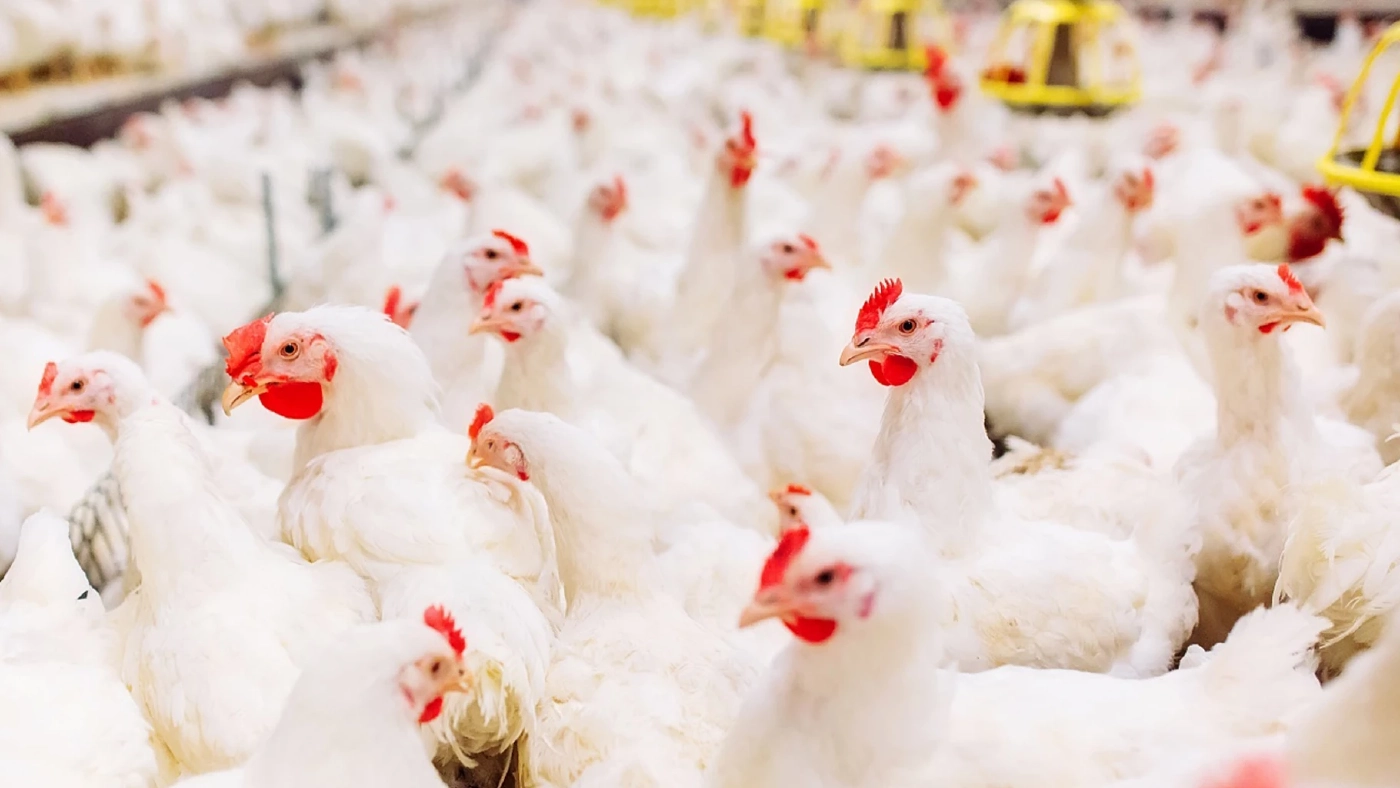 สมาคมผู้เลี้ยงไก่เนื้อแนะกินไก่แทนช่วงหมูแพง