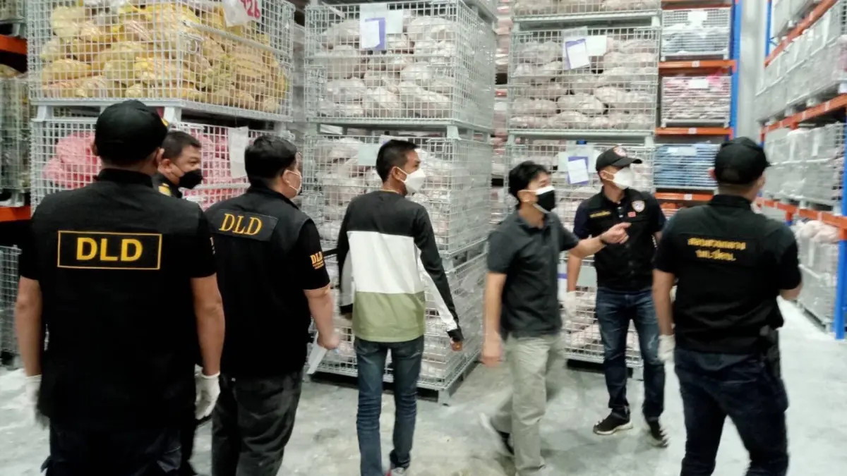 กรมปศุสัตว์พบห้องเย็น 2 แห่ง ในพื้นที่นครปฐมกักตุนหมูกว่า 6 หมื่นโล