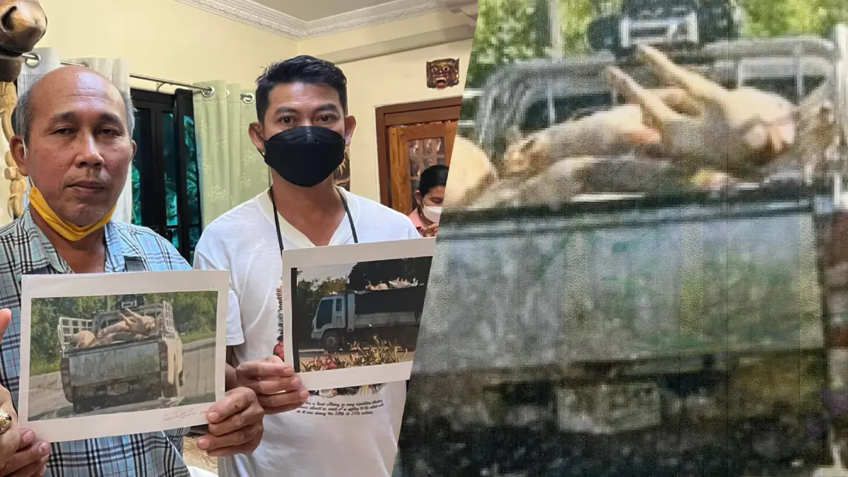 ฟ้องด้วยภาพ! ร้อง "ศรีสุวรรณ" เอาผิดปศุสัตว์ ปล่อยให้ขนหมูตายเกลื่อนเมือง