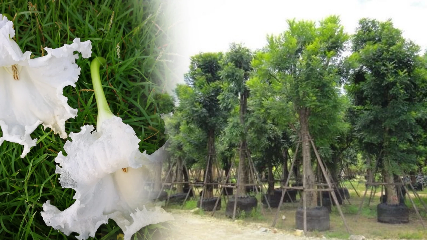 ‘แคนา‘ พลิกชีวิตชาวนาโคราช