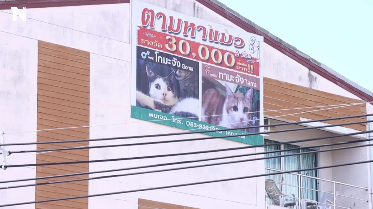 สาวทุ่มเงิน 3 แสน ขึ้นป้ายประกาศตามหาแมว ใครแจ้งเบาะแสให้รางวัลตัวละ 3 หมื่น