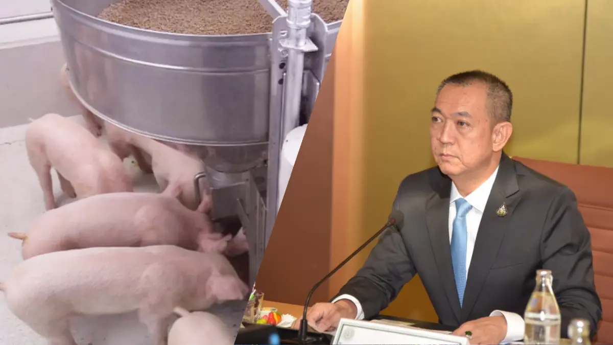 ก.เกษตรฯ สั่งห้ามส่งออกหมู พร้อมกางแผน 3 ระยะแก้ราคาหมูแพง ก.เกษตรฯ สั่งห้ามส่งออกหมู พร้อมกางแผน 3 ระยะแก้ราคาหมูแพง