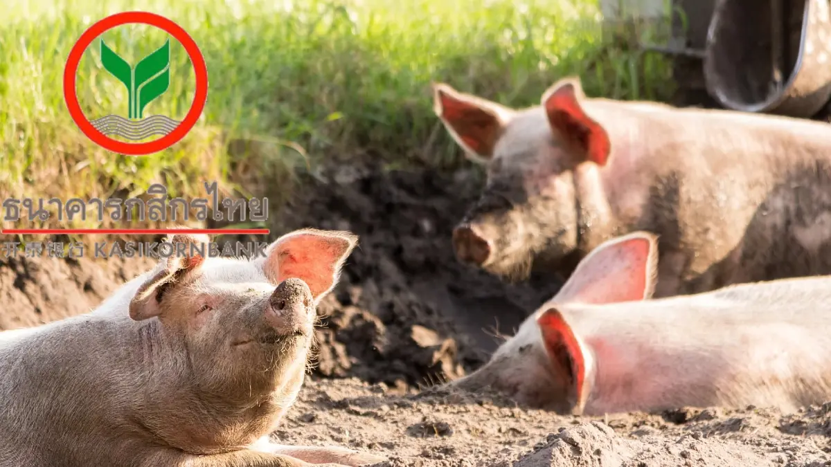 กสิกรไทย ออกสินเชื่อช่วยผู้ค้าหมูทั้งระบบ วงเงิน 2,000 ล้านบาท