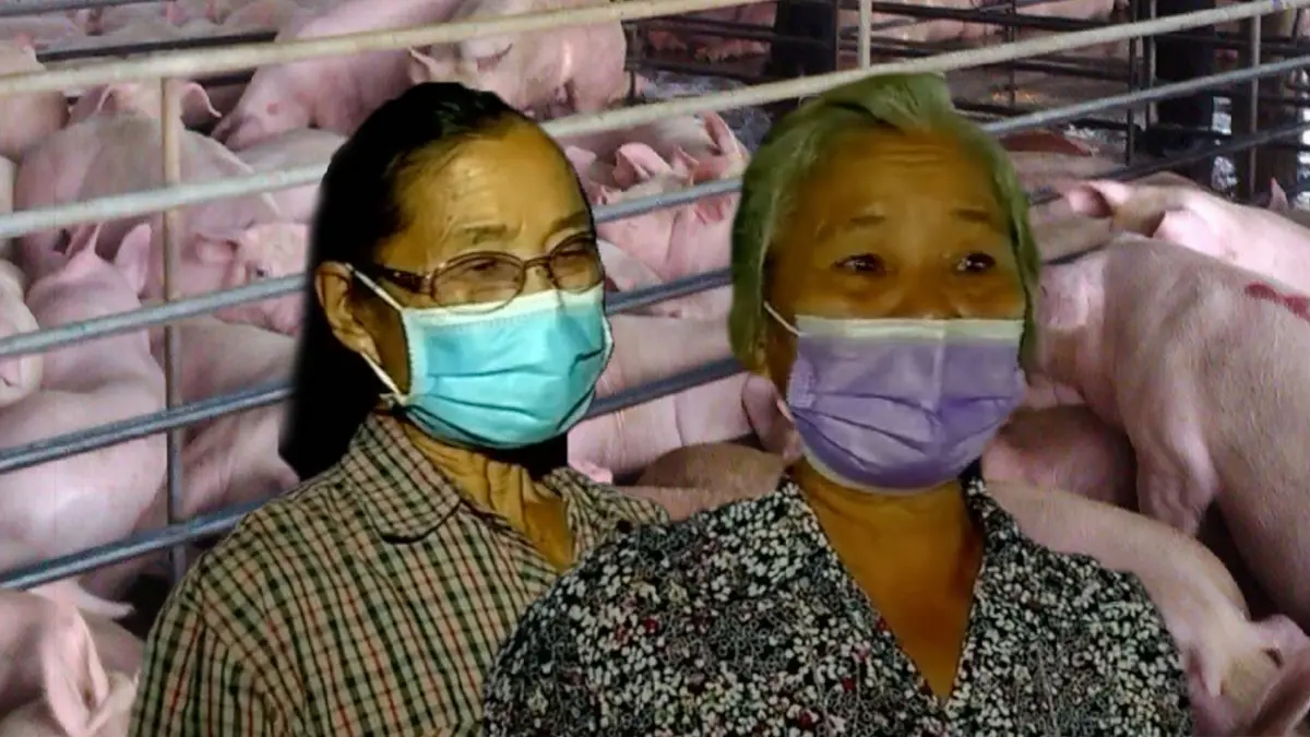 ฟาร์มหมูรายย่อยยันรัฐปกปิดความจริงโรค ASF ฟาร์มหมูรายย่อยยันรัฐปกปิดความจริงโรค ASF