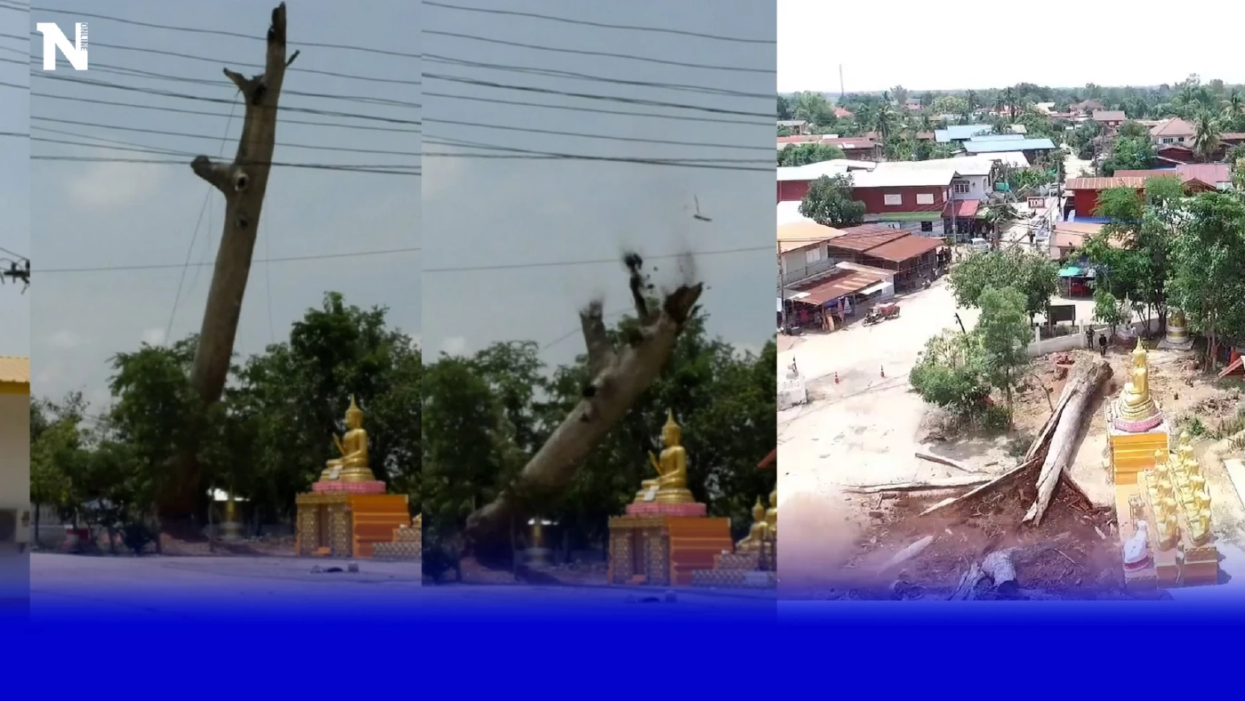 แม่นเหมือนจับวาง ลุงโชว์ฝีมือโค่นต้นยางนาสูง 30 ม.